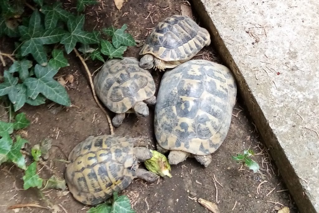 vier Schildkröten von oben fotografiert