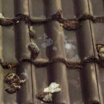 schmutzige und vermooste Dachsteine