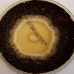 Petrischale mit hawo FungGrund 2in1 - nur geringer Pilzbefall der Probe ist zu sehen