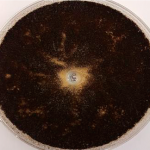 Petrischale mit Standard-Tiefgrund - großer Pilzbefall der Probe ist zu sehen