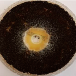 Petrischale mit Wettbewerbs-Tiefgrund mit fungzider Ausrüstung - mittelgroßer Pilzbefall der Probe ist zu sehen